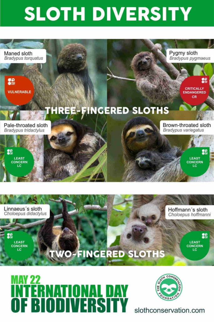 How much do sloths weigh