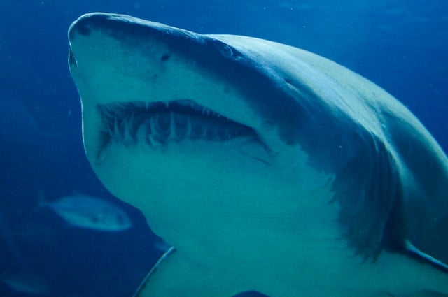 Great white shark teeth