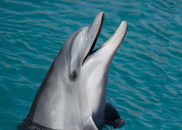 Long beaked dolphin teeth