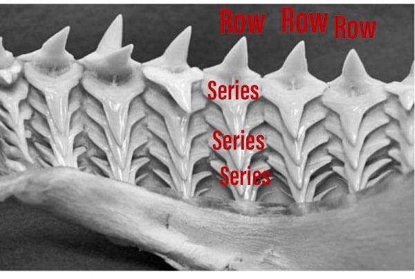 Shark teeth system