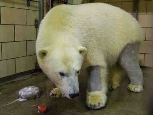 Here's what a shaved polar bear looks like - EmboraWild