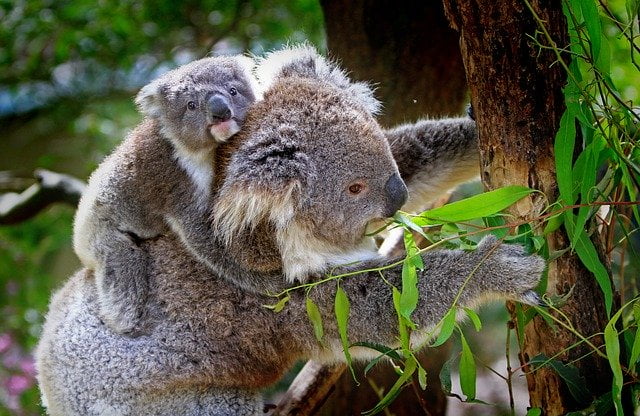 Australian Animals: What animals live in australia? (with pictures) -  EmboraWild