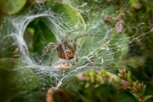 Are australian funnel web spiders poisonous
