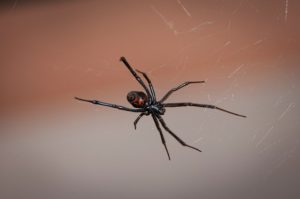 Are black widow spiders poisonous