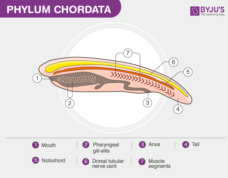 Characteristics of chordates