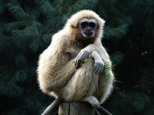 Gibbon period