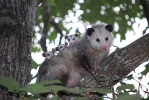Opossum sleep