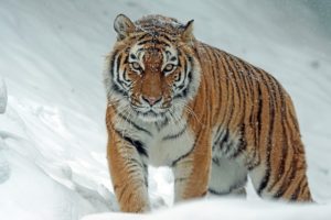 Siberian tiger vs lion