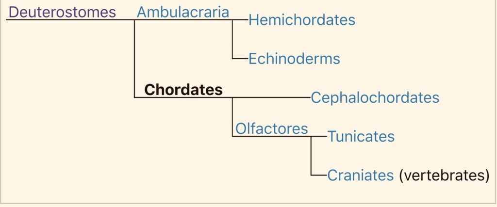 The family tree of chordates