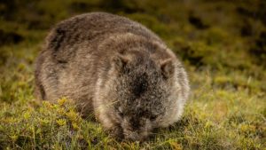 Wombat sleep