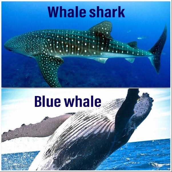 Blue whale vs Whale shark - EmboraWild