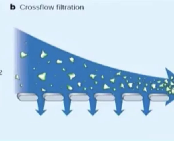 Cross-flow filtration in whale sharks