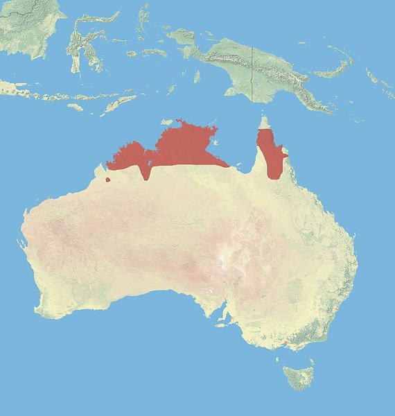 Where do antilopine kangaroos live