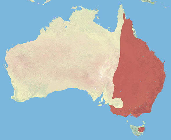 Where do eastern grey kangaroos live