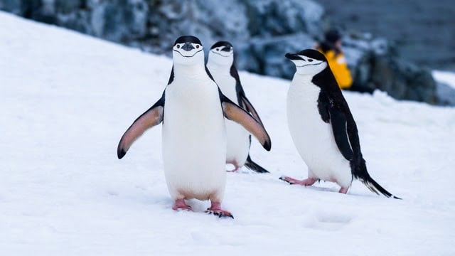 Where do chinstrap penguins live