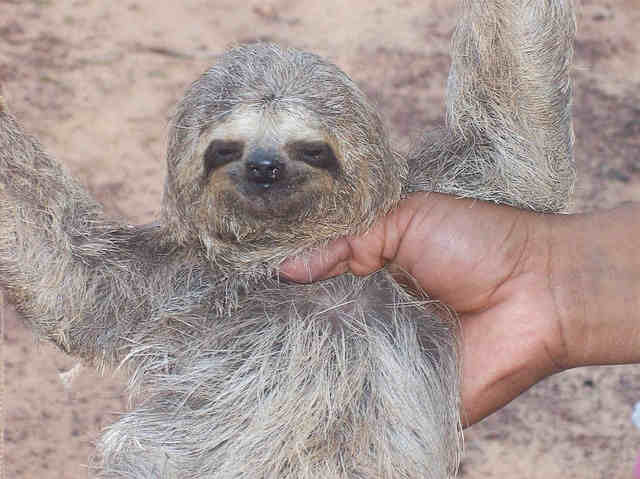Are sloths dangerous