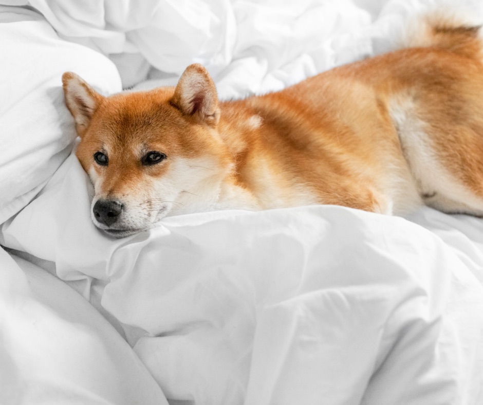 Dog scratch bedsheet